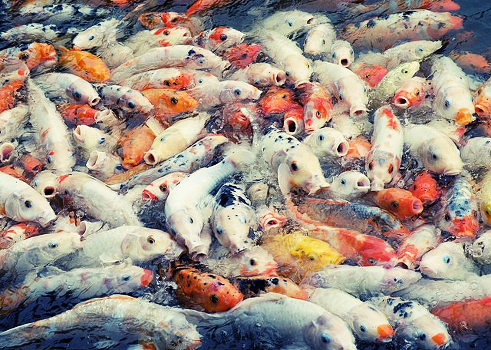 Hungry fish