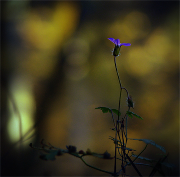 in the dark forest ...