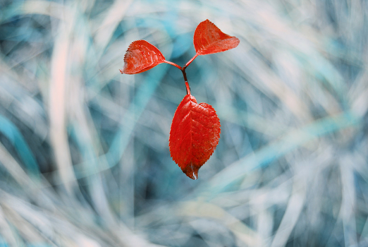 . Autumn Murakami.