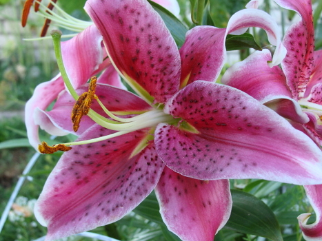 Lily