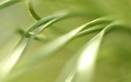 On the nature of liny