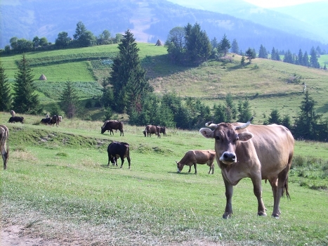 Gay cow