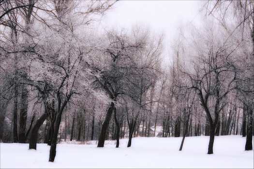 Winter Garden