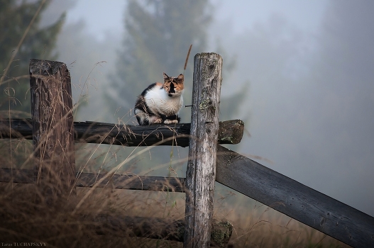 Foggy morning