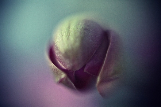 new life
