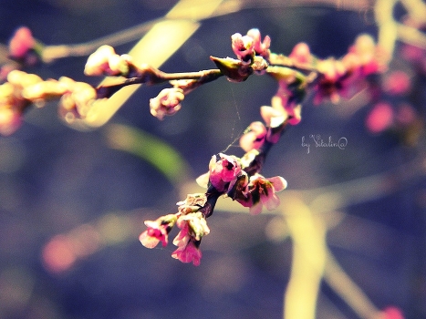 Ochuschenie spring ...
