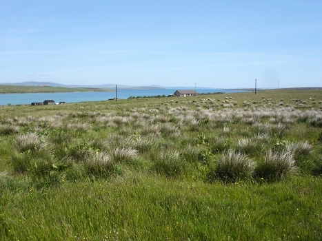 Meadow