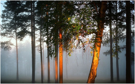 Morning Sun Beam