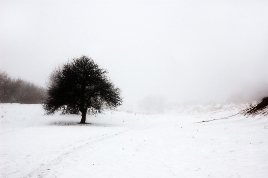 breath of spring