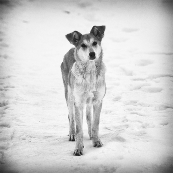 "A dog is only one drawback - they believe in people."