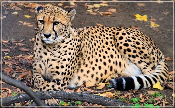 Leopard