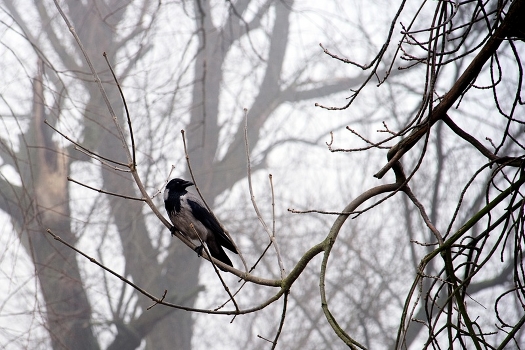 raven