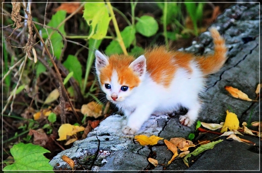 Kitten