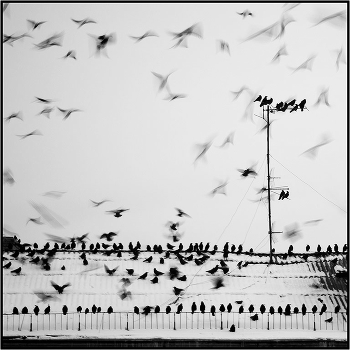 Forerunners of the black and white winter ...