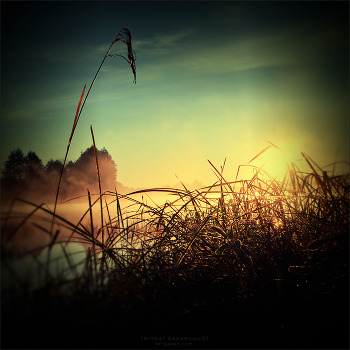 [ Where the Grass Grows ]