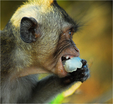 Monkey Island