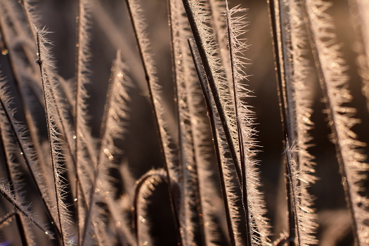 ice crystals