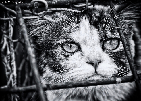 locked up