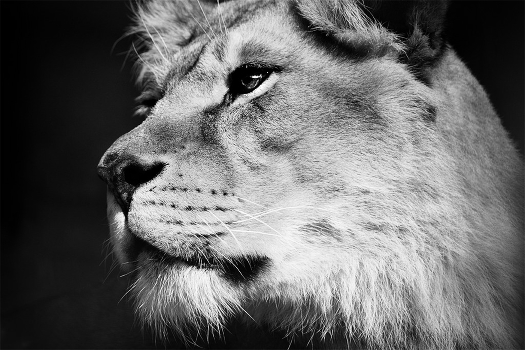 Who is the lion - the one right!