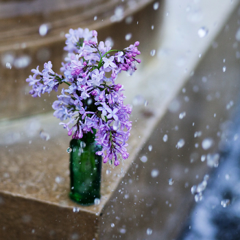 lilac
