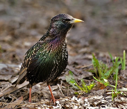 Starlings flew