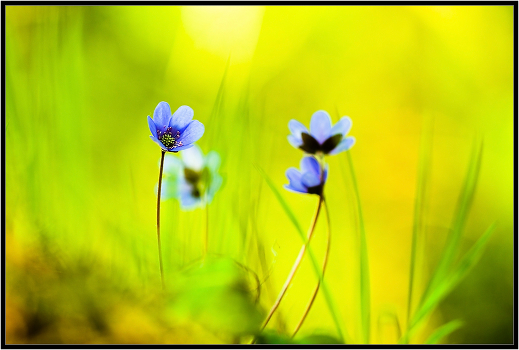 Artist Spring ...