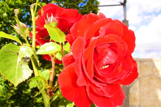 Lonely Rose