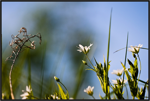 Flower Fantasy 2