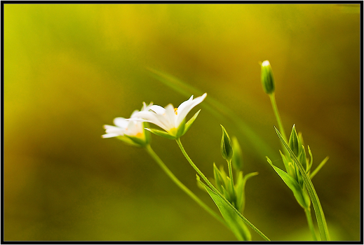 Flower Fantasy 4