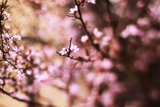 Sakura