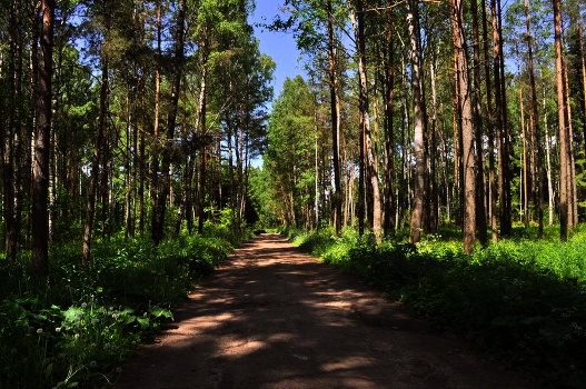 Forest Road