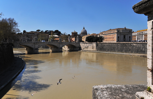 Gulls over the Tiber