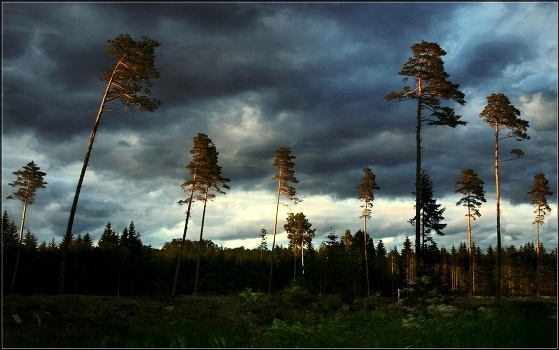 Pine trees at sunset