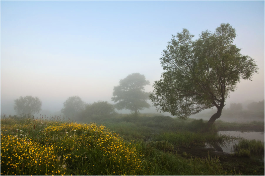 Summer morning 2
