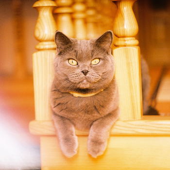 Tihon