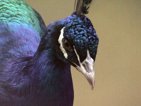 Peacock