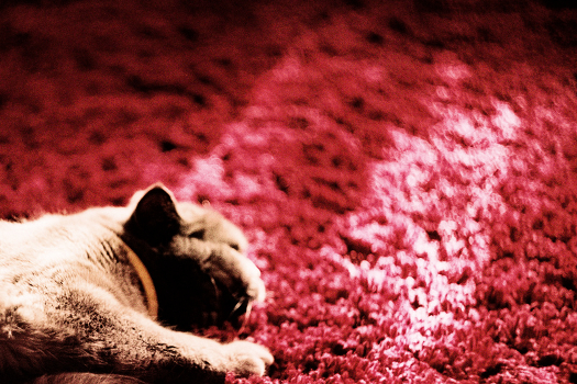 dissolving in the sun