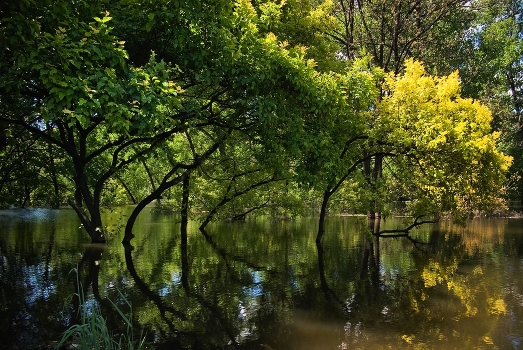 Singing trees, water shine!
