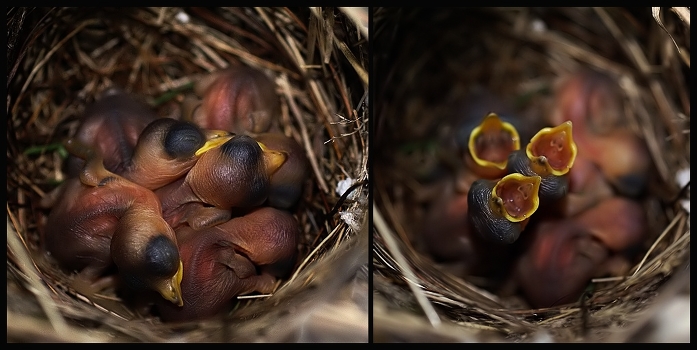 Grey warblers nest