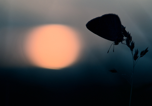 I whisper softly to the sun ...