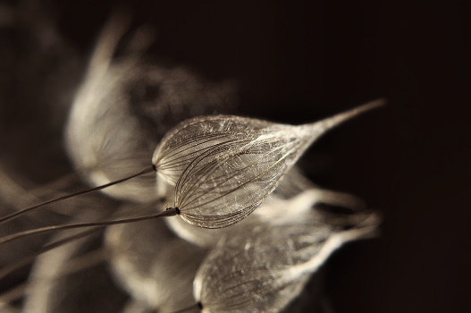 The Soft parade.....:))))))