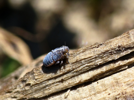 Nymph cicada