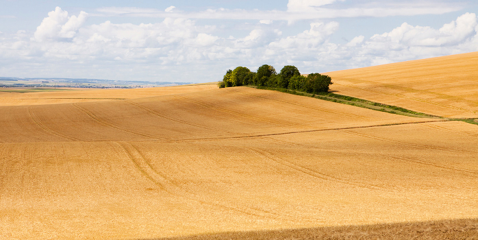 Just a field