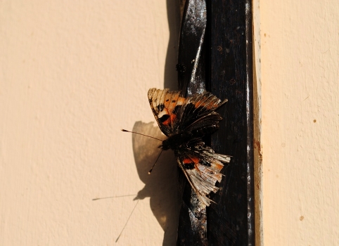 Butterflies have just one day, the last day to fall in love and die ...