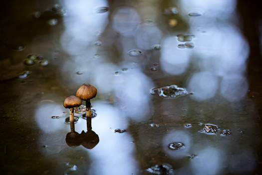 Monsoon