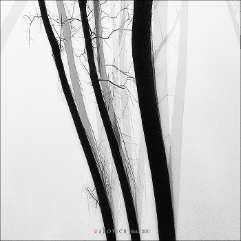 Trees Roots ...
