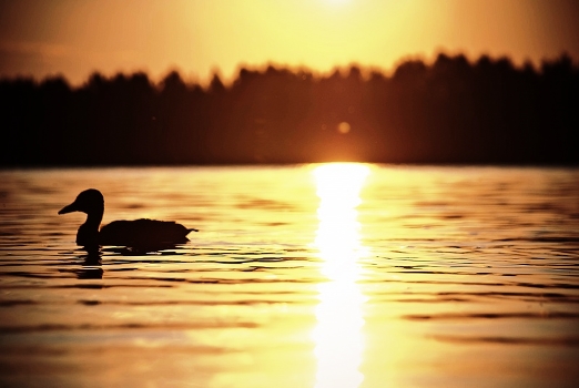 On the sunset