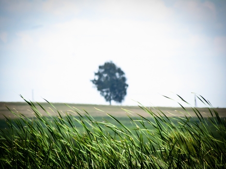 Tree.