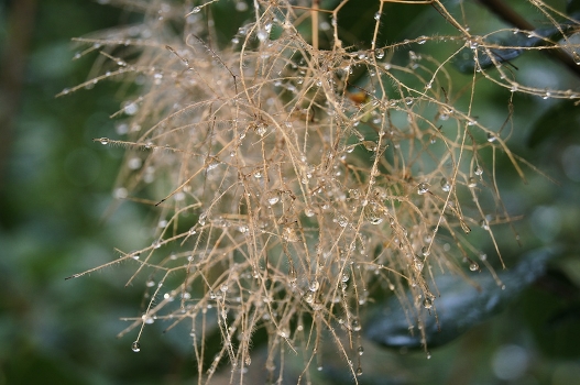Droplets