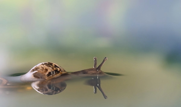 "Loch Ness Monster"